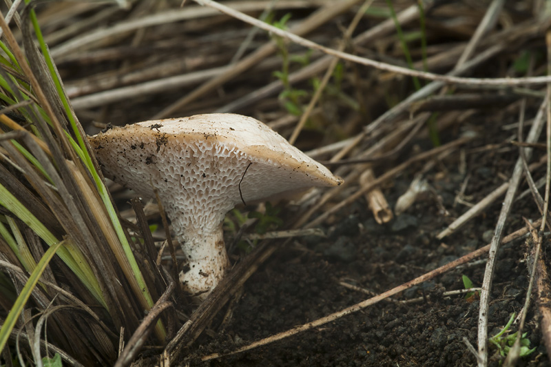 Polyporus rhizophilus